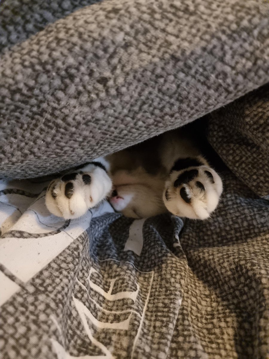 RealGutsStaff's tweet photo. Hello, meet Piper my cat :D https://t.co/2RvRLLKULc