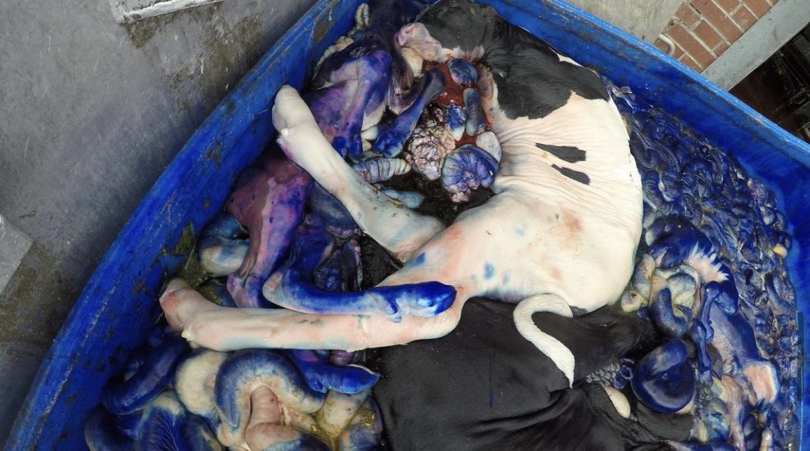 This is #dairy 💔

Do you support this?

#vegan
