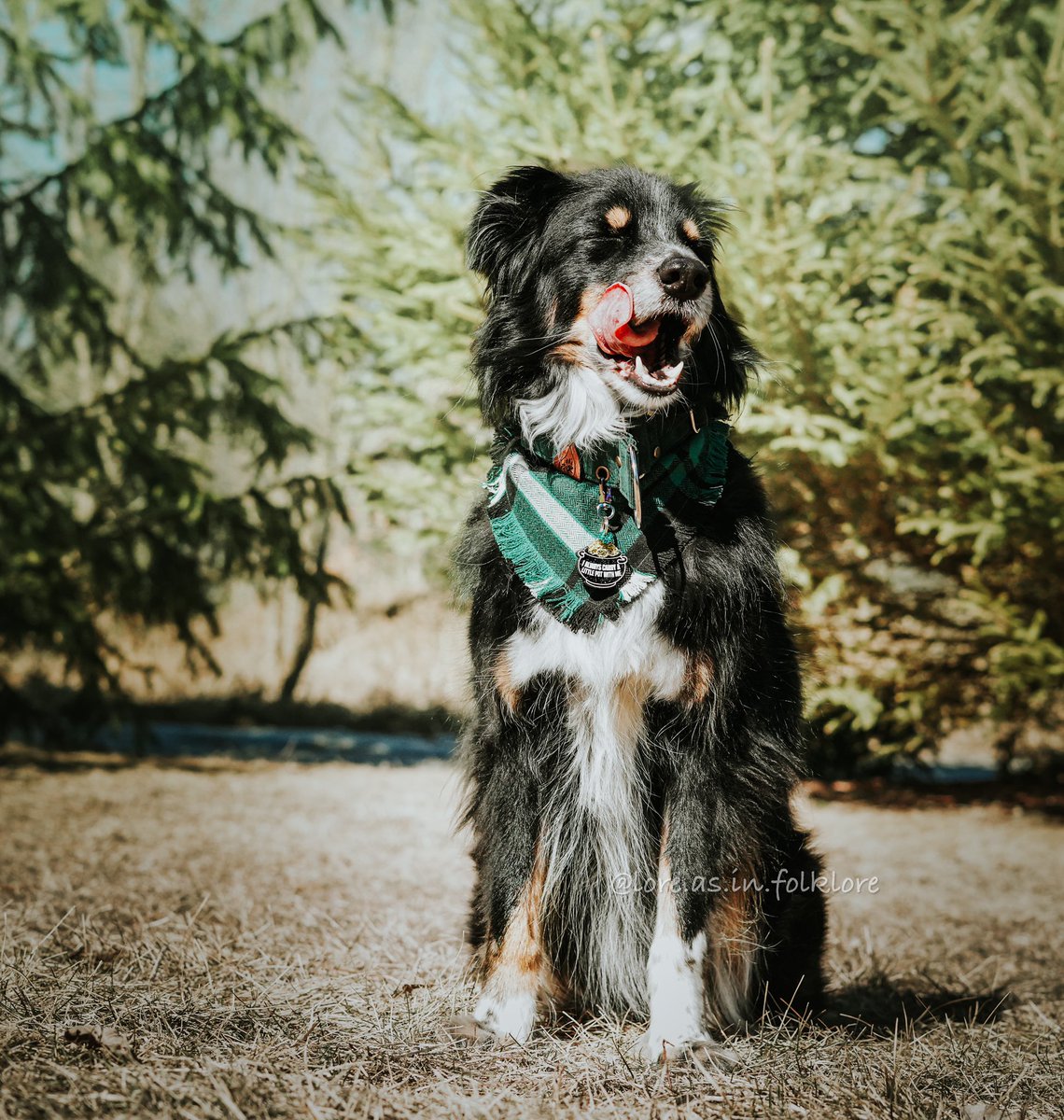 Lore | Chester | Juniper | Xavin tweet media