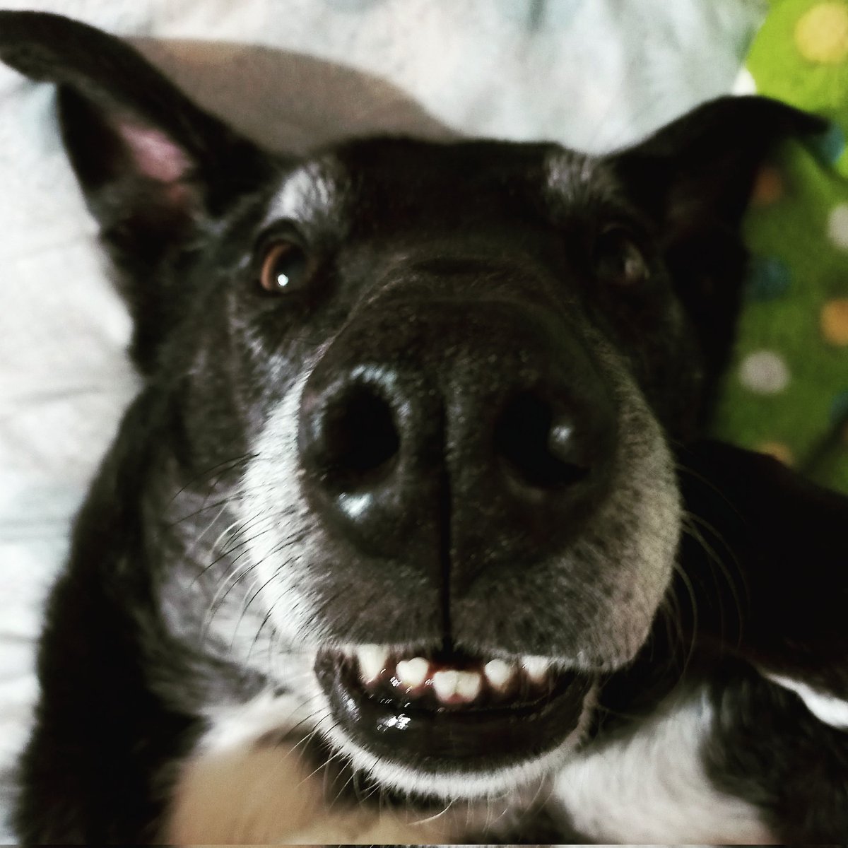 elnegrochicho's tweet photo. #ChichoEncuesta
El perro/gato....
1-Duerme dentro de la casa en la noche?
2-Se tiene que quedar afuera en el patio?
...
Leshpondaaa, detashe, deshcliba y jushhtifique
Shu leshpueshtaaa...
#ashhhh https://t.co/0joKGReplY
