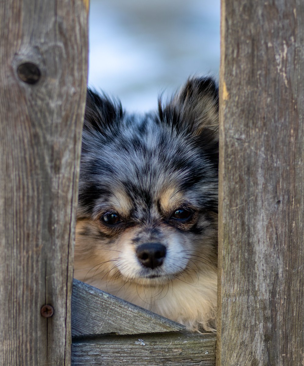 madmartign's tweet photo. #dogs 
#dogsoftwitter 
#dogsofinstagram 
#AnimalsOfTwitter 
#MyPhoto 
#MyPhotography 
#canon90d 
#canonphotography https://t.co/gJjAs1jgTw