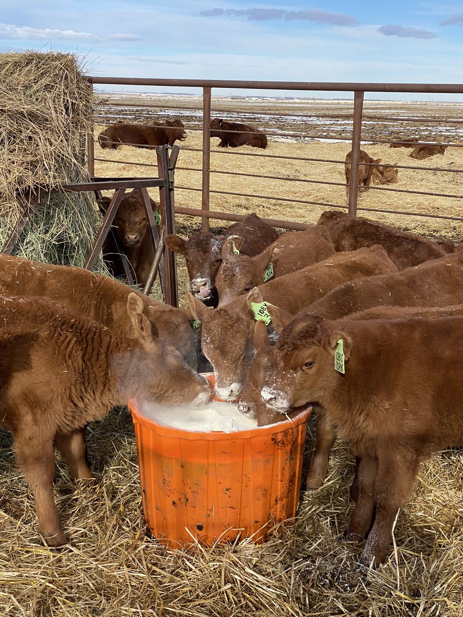 Travis Hunter tweet media