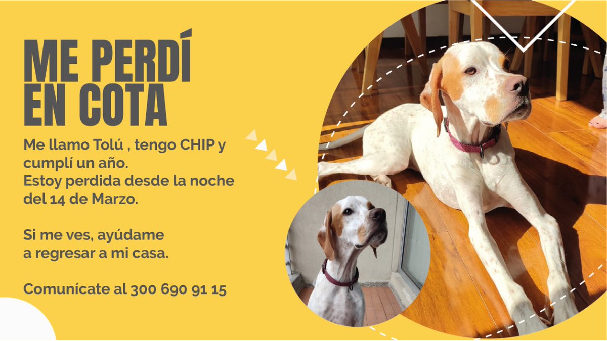 nadyamrangel's tweet photo. Nuestra pequeña peluda está perdida, estaba en el colegio en la vía suba cota, les pedimos apoyo en difundir y ayudarnos a buscar!! https://t.co/PHNwMQfnQo