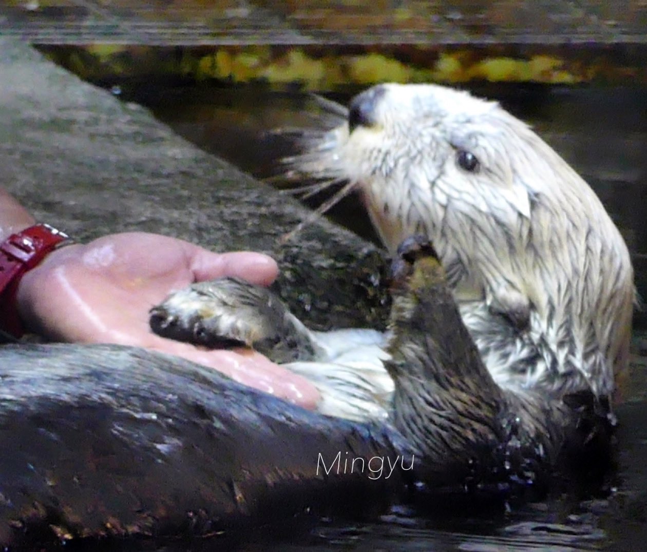 鴨川シーワールド Twitter Search Twitter