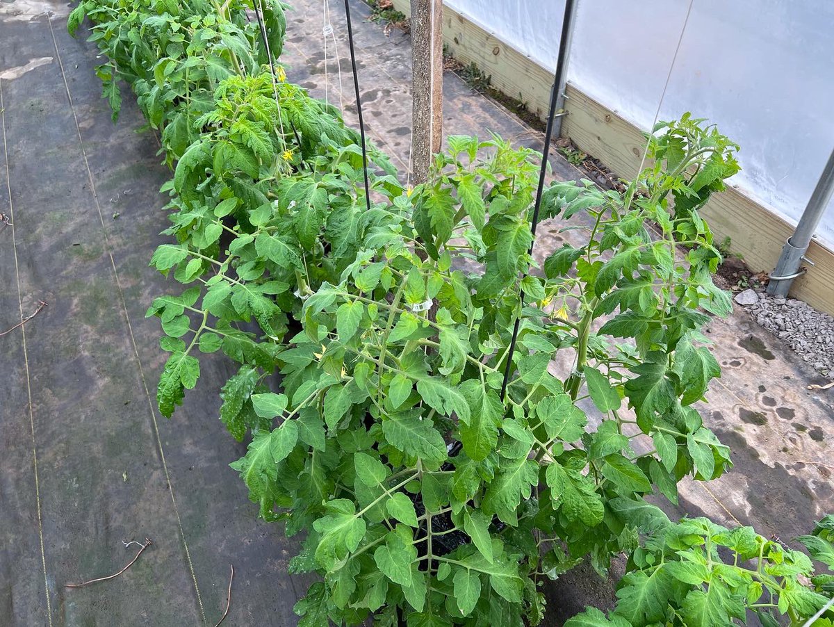 Bryschill's tweet photo. Hydroponic tomatoes on the Timac Program. First transplanted one month and the second over the weekend. Timac program consisting of KSC yellow bag and white bag KSC Micro Mix and Fertiactyl GZ. #ThinkDifferentFarmBetter #TimacAgroUSA #KSC #Fertiactyl https://t.co/iOCiQad6Fj