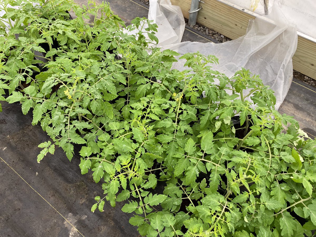Bryschill's tweet photo. Hydroponic tomatoes on the Timac Program. First transplanted one month and the second over the weekend. Timac program consisting of KSC yellow bag and white bag KSC Micro Mix and Fertiactyl GZ. #ThinkDifferentFarmBetter #TimacAgroUSA #KSC #Fertiactyl https://t.co/iOCiQad6Fj