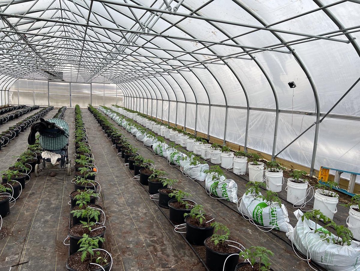 Bryschill's tweet photo. Hydroponic tomatoes on the Timac Program. First transplanted one month and the second over the weekend. Timac program consisting of KSC yellow bag and white bag KSC Micro Mix and Fertiactyl GZ. #ThinkDifferentFarmBetter #TimacAgroUSA #KSC #Fertiactyl https://t.co/iOCiQad6Fj