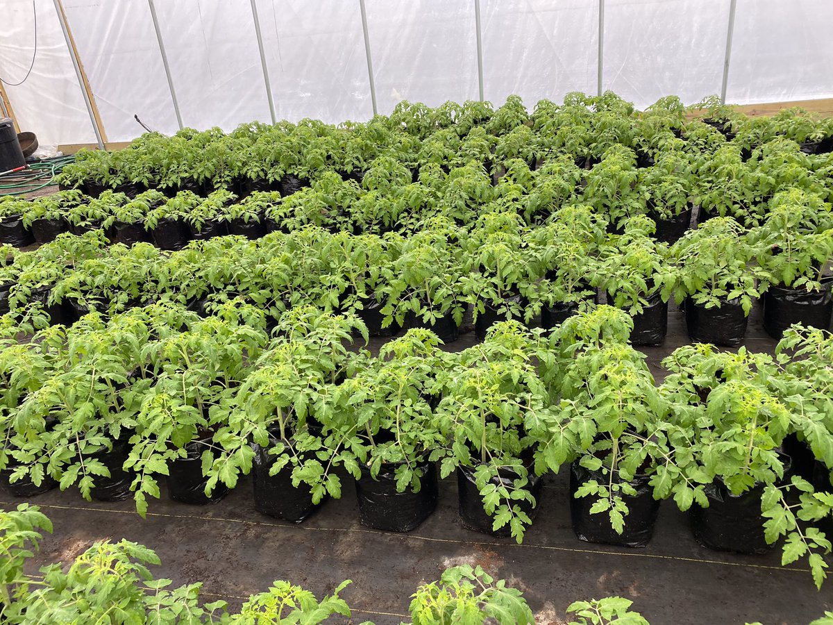 Bryschill's tweet photo. Hydroponic tomatoes on the Timac Program. First transplanted one month and the second over the weekend. Timac program consisting of KSC yellow bag and white bag KSC Micro Mix and Fertiactyl GZ. #ThinkDifferentFarmBetter #TimacAgroUSA #KSC #Fertiactyl https://t.co/iOCiQad6Fj