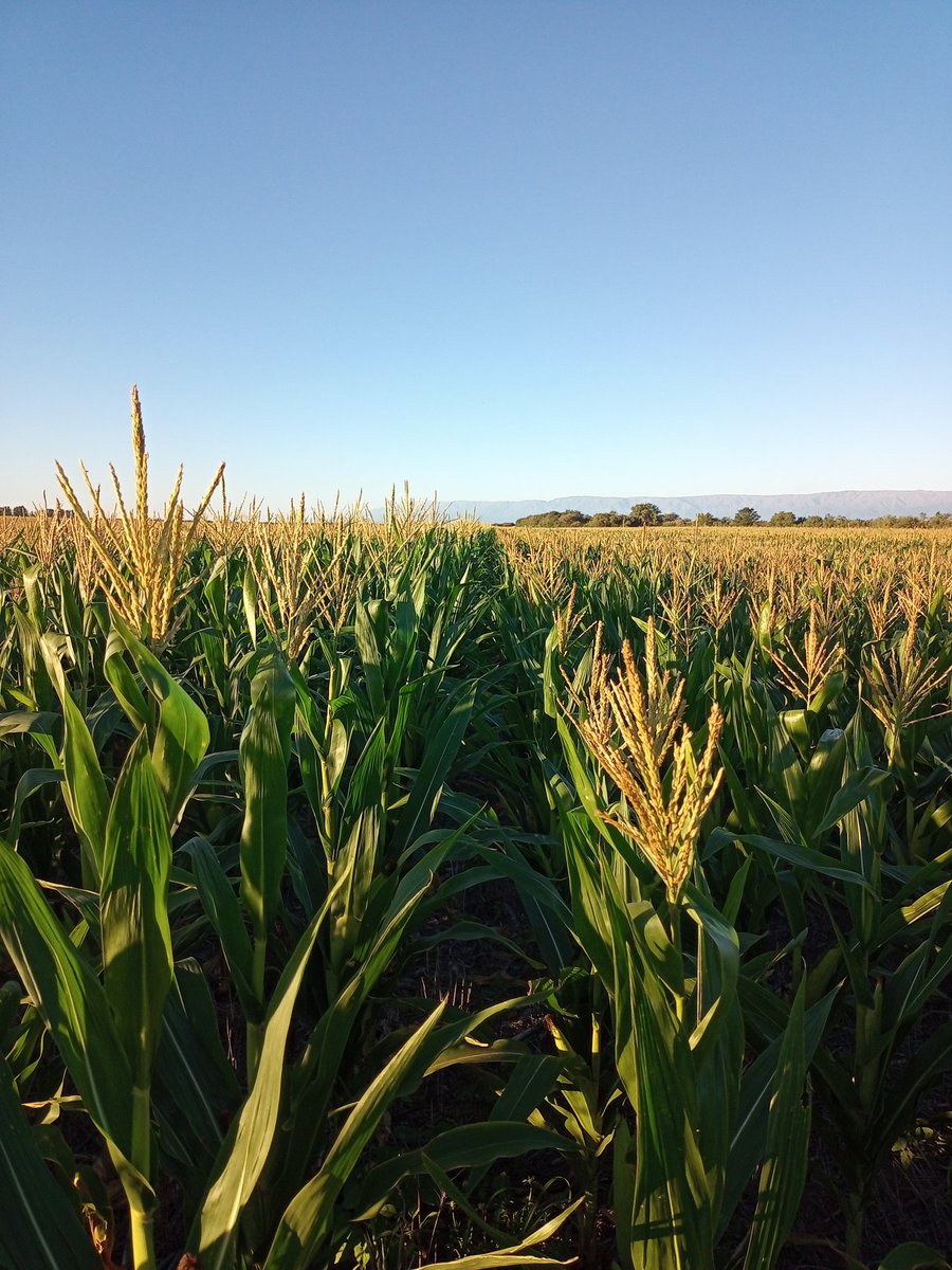 Marcelo Bongiovanni tweet media