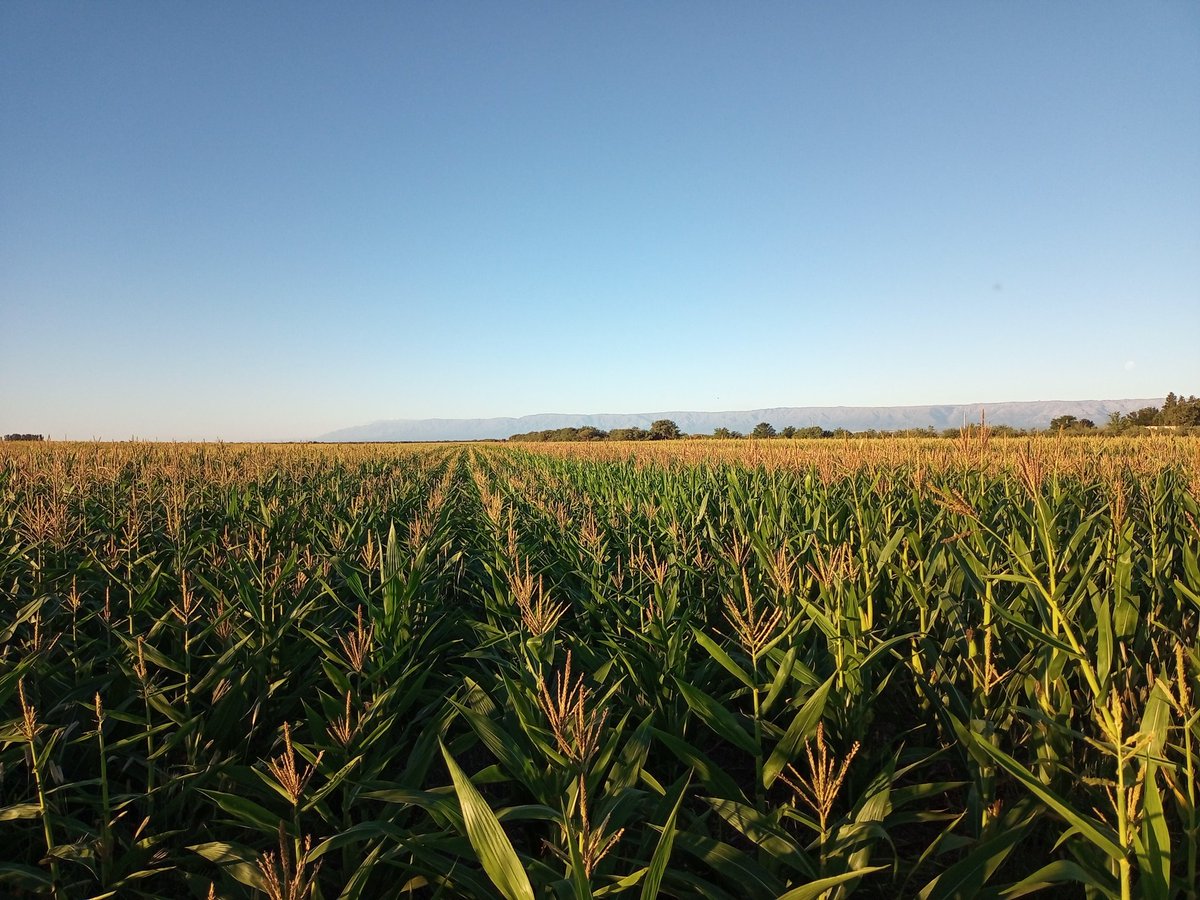 Resucitado entre los muertos.
Ensayo de híbridos de maíz 2021-22. 
Don Andrés. Tilisarao (SL)
<a href="/FICAUNSL/">Facultad de Ingeniería y Ciencias Agropecuarias</a>
<a href="/INTAsanluis/">INTA San Luis</a> <a href="/juampiodetti/">Juan Pablo</a> <a href="/guillermopabl12/">Guillermo Ordoñez🇦🇷</a> <a href="/pablopaez21/">pablopaez</a> <a href="/0922e4bb2fa045b/">Mariano Martinez</a> <a href="/DanielPizzio/">Daniel Pizzio</a> <a href="/JorgeLMercau/">Jorge Mercau 🇦🇷</a> <a href="/jccolazo/">Juan Cruz Colazo</a>
