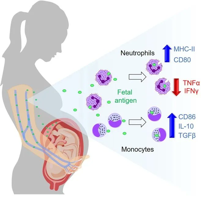 jlb_journal's tweet photo. Check out the Frontline Science paper in #JLB by Arenas-Hernandez et al showing novel interactions between specific maternal circulating innate immune cells and fetal antigens that may contribute to the systemic mechanisms of maternal-fetal crosstalk https://t.co/lbeDfRhCvV https://t.co/Y1YUnu02Mr
