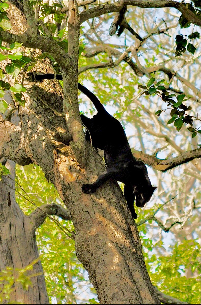 A black panther roaming in the jungles of Kabini🌳 so blessed life to have witnessed this ❤️

#Incredibleindia #BBCWildlifePOTD #ThePhotoHour #Kabini 
#DekhoApnaDesh 🌳