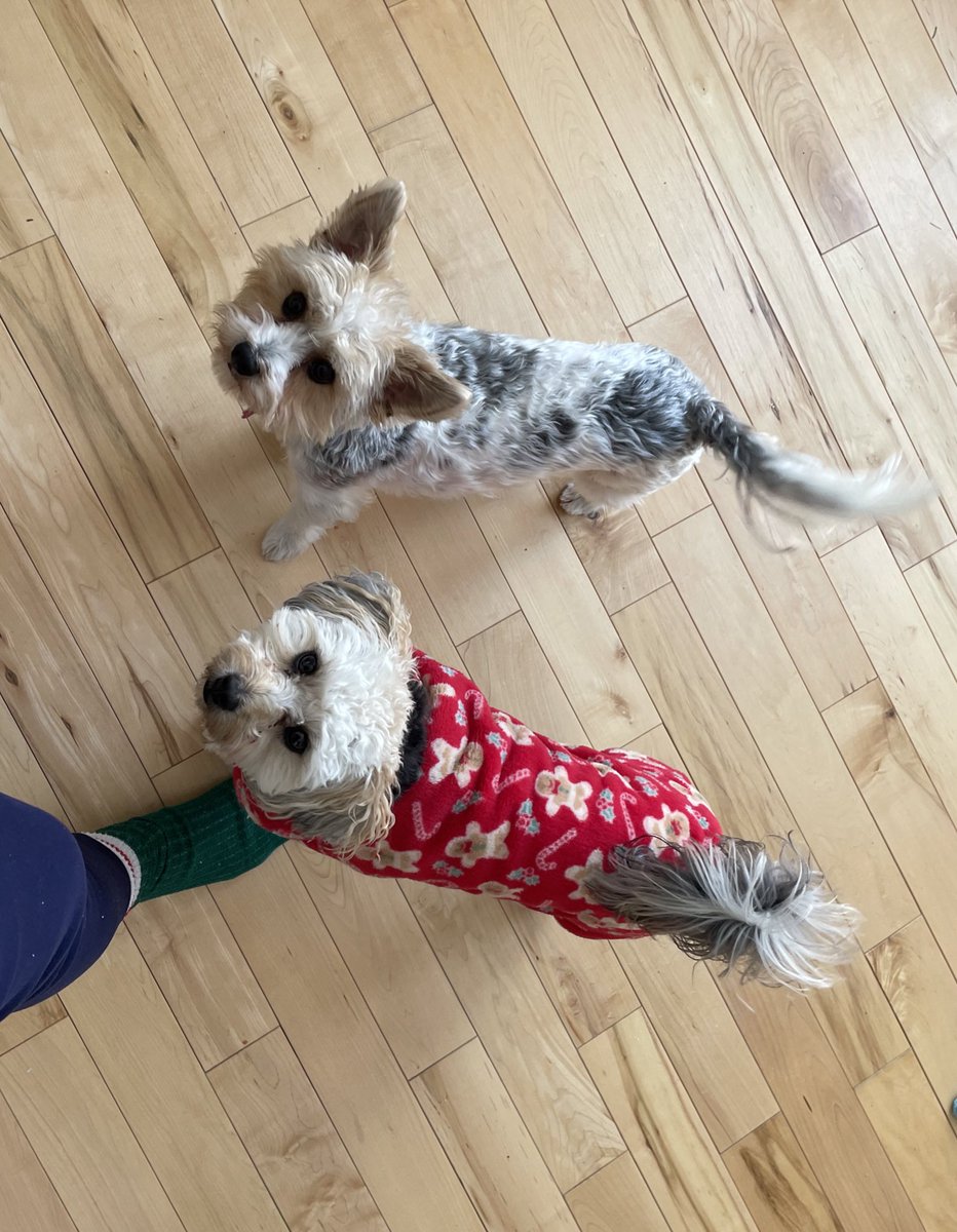 First time dog owner here, does everyone’s dog have a soulmate? Not just other dogs they are happy to see but a bestie they grieve for when separated…or am I the only weirdo scheduling play dates at least once a week so they can be together #dogsoftwitter #Soulmates