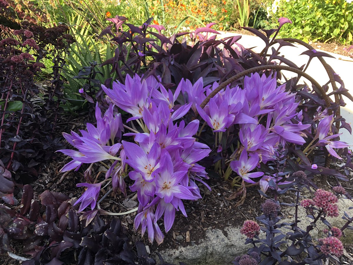 Bundogs's tweet photo. Back at work and loving it!!!!!! Soooo many plants have grown and flowered 👏👏👏 
Thanks to the team for doing such a fantastic job 😍
And yes the flamingos made an appearance 🦩🦩🦩🦩🦩🤡
#backintoit #warrnamboolbotanicgardens #flamingosrefusetodie https://t.co/WhKfDyUslc