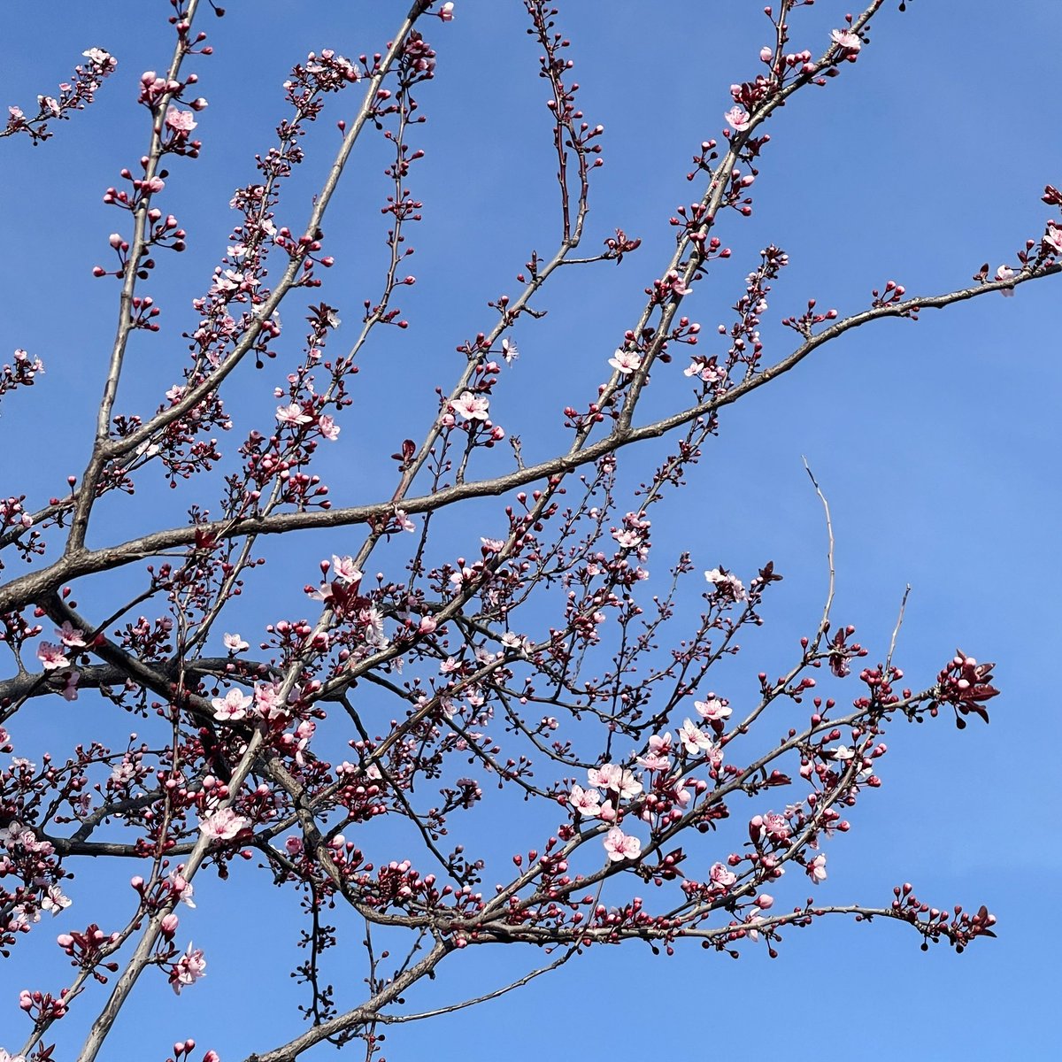 GN!!! #Spring is coming 🌸
#picoftheday #PhotoOfTheDay #photographers #photographylovers #foto #nftphotography #NFTphotographers #tezos #tezoscommunity