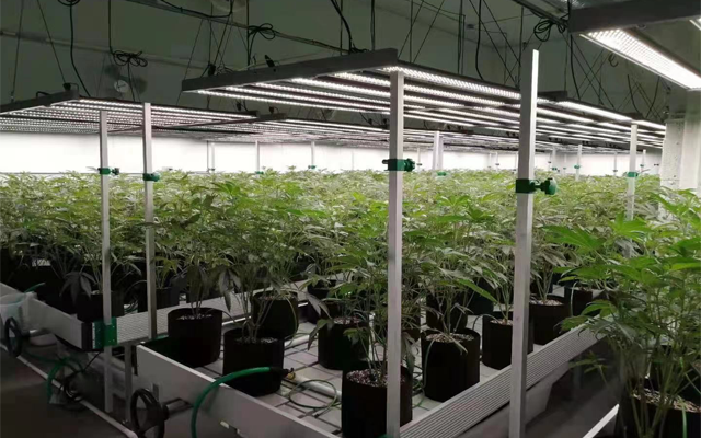 MarijuanatimesX's tweet photo. The Importance of Industry-Wide Grow Light Standards for the Cannabis Industry https://t.co/84xdouSM1P https://t.co/l6ArUECE9f