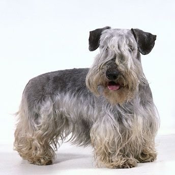 AKLegAsDogs's tweet photo. Click Bishop, Fairbanks (R)
Cesky Terrier https://t.co/uQUyeB9MbT