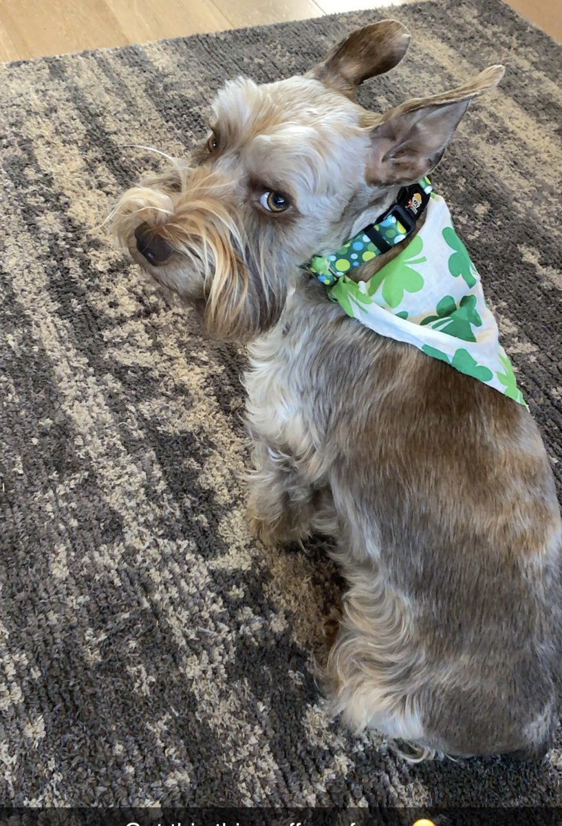 summerwku's tweet photo. *MISSING* @joeimel 3/15/2022
Our schnauzer Emmett was picked up by someone on Cemetery Road today between 2:30-3:00.  The humane society was contacted by someone but he has not been turned in.  He is wearing a blue collar and has been microchipped.  Pls message or call 842-8572! https://t.co/9UqFkdzqqm