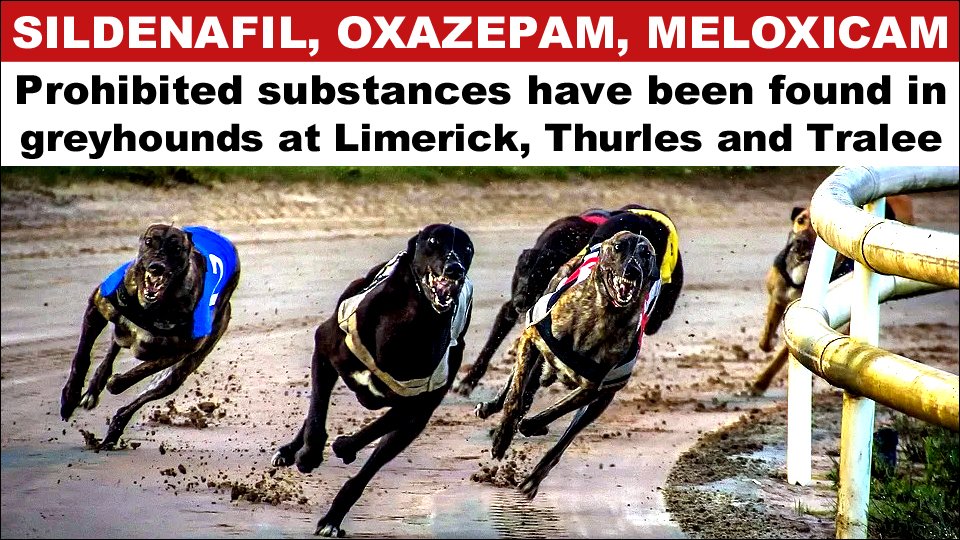 AnimalPartyIE's tweet photo. And almost €18 million of our taxes goes to this vile "sport" every year! 👿Prohibited substances have been found in greyhounds at Limerick, Thurles and Tralee tracks. @LimkGreyhound
@banbloodsports 
#BanGreyhoundRacing @MillstreetsayNO 
#BanHareCoursing
#GreyhoundsTrack https://t.co/iZfKO3laKw