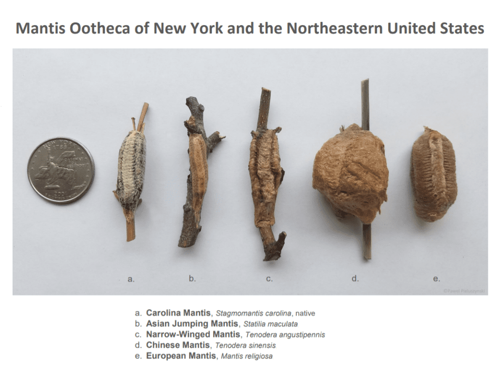 Rebecca McMackin tweet media