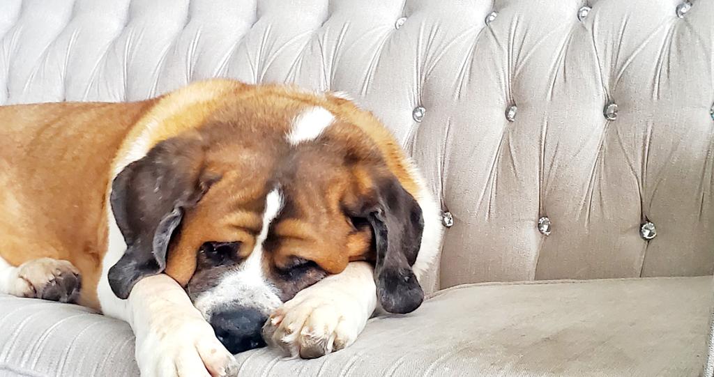 steffest7's tweet photo. Too precious for the floor 😍 💖  #Eeyore #dogsoftwitter #Saints #love https://t.co/o9KNa7LCiK