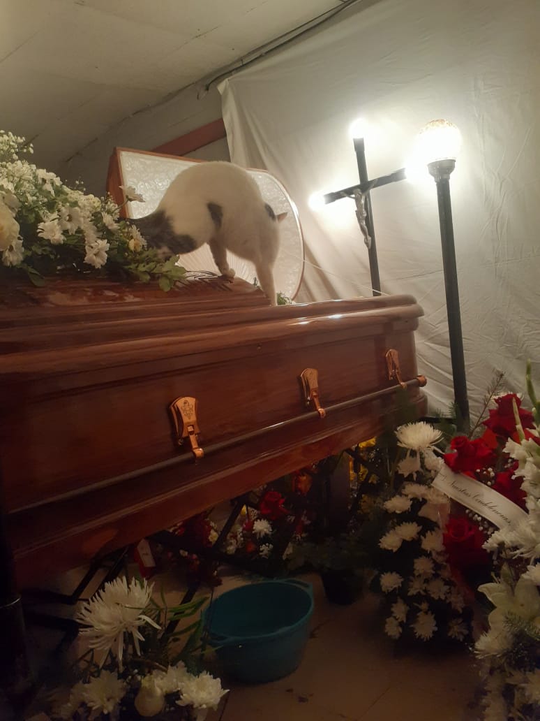 Christi99756284's tweet photo. Mi abuela falleció el sábado 13 de marzo a los 90 años. Su gata "Niña", no la veía desde que se fue al hospital. En la imagen, "Niña" se da cuenta que su mamá humana está tras el vidrio de la urna. https://t.co/UP6mlIAaf4