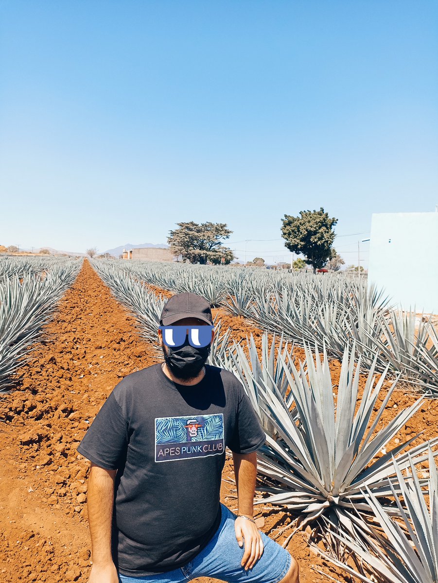 Cocina Tamale tweet media