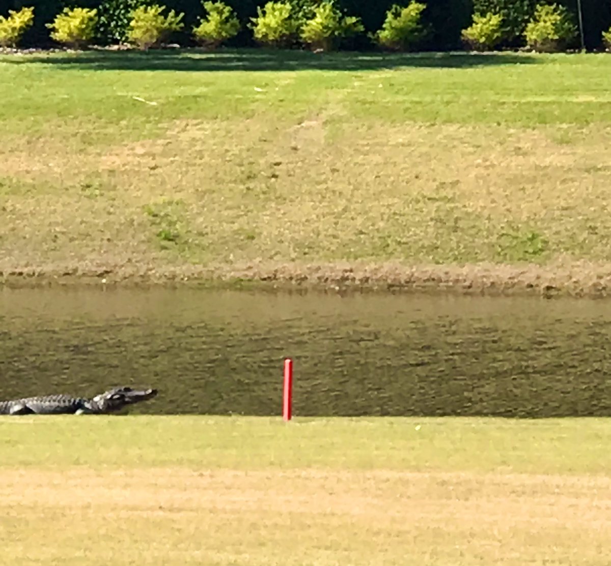 Lost a ball today to a gator. Made a wise decision. Great day for golf at Berkeley Hall. 
#springbreakhiltonhead.