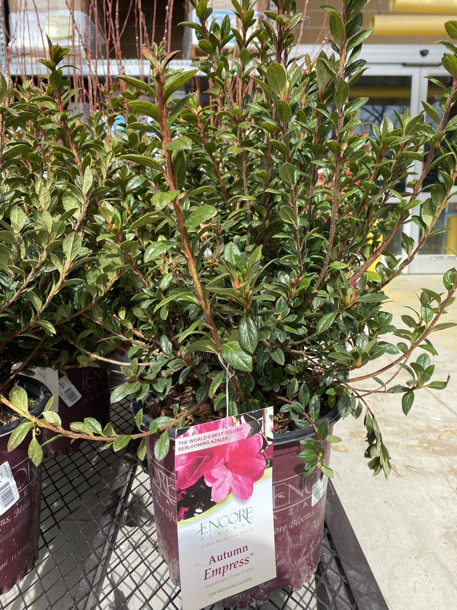 LorrieMarfyak's tweet photo. Spring shrubs are here in Lowe’s Milford,CT store#2658 and there are so many  choices .
@PlantPartners 
@DomFeola @TweetUsR30 @AR40477289 https://t.co/PEFlTKeRfW