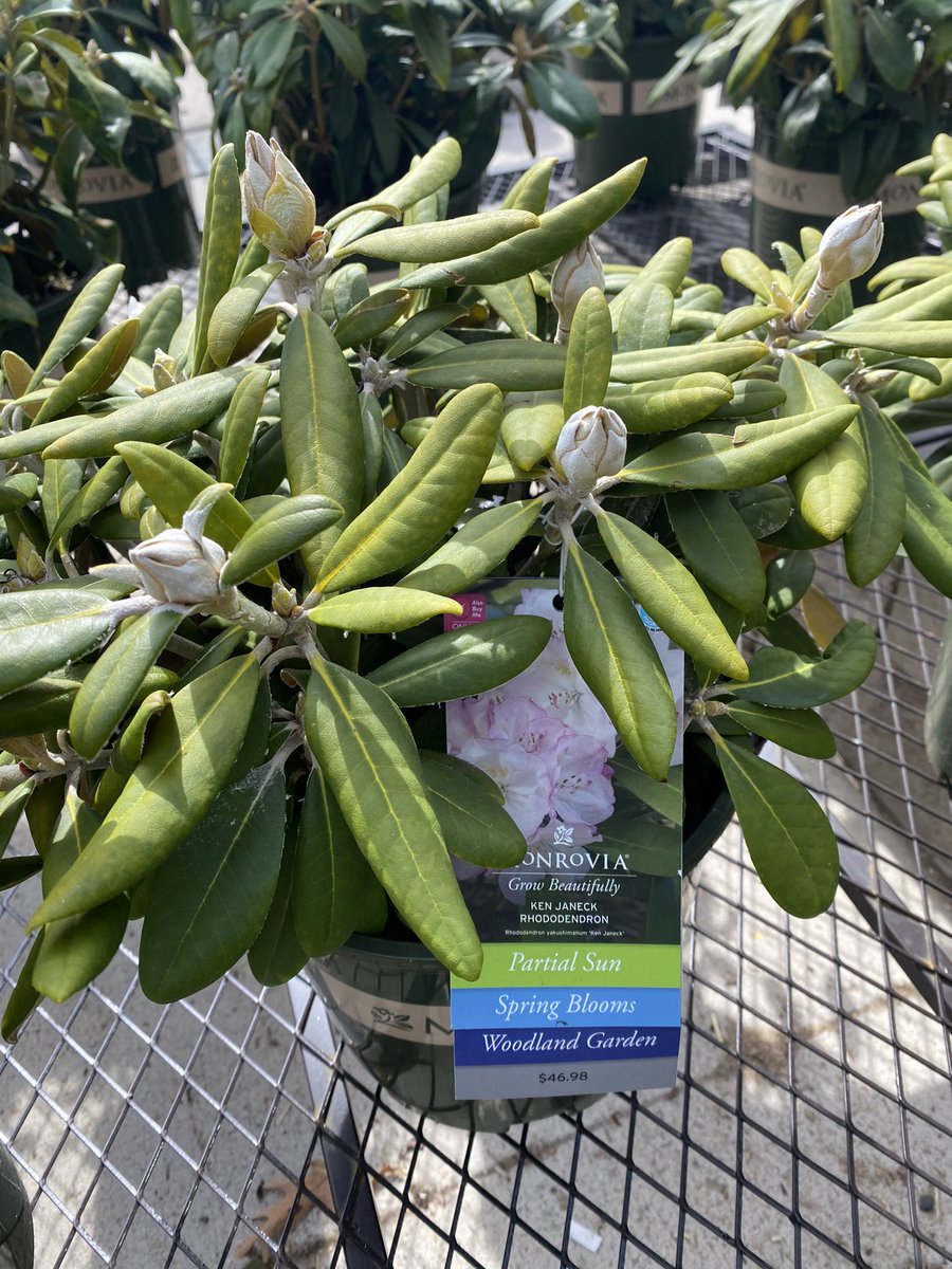 LorrieMarfyak's tweet photo. Spring shrubs are here in Lowe’s Milford,CT store#2658 and there are so many  choices .
@PlantPartners 
@DomFeola @TweetUsR30 @AR40477289 https://t.co/PEFlTKeRfW