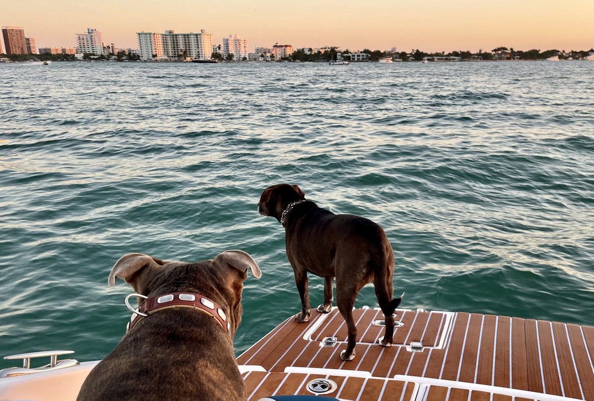 PetrendEvents's tweet image. We are excited toannounce that our next Pet Product Media &amp;amp; Influencer Showcase be held in ##Miami on June 15, 2022. Miami has plenty of #dog friendly beaches, parks, restaurants, cafes, pet stores &amp;amp; vets per 1000 residents than any other city in the US making it a #pet paradise.