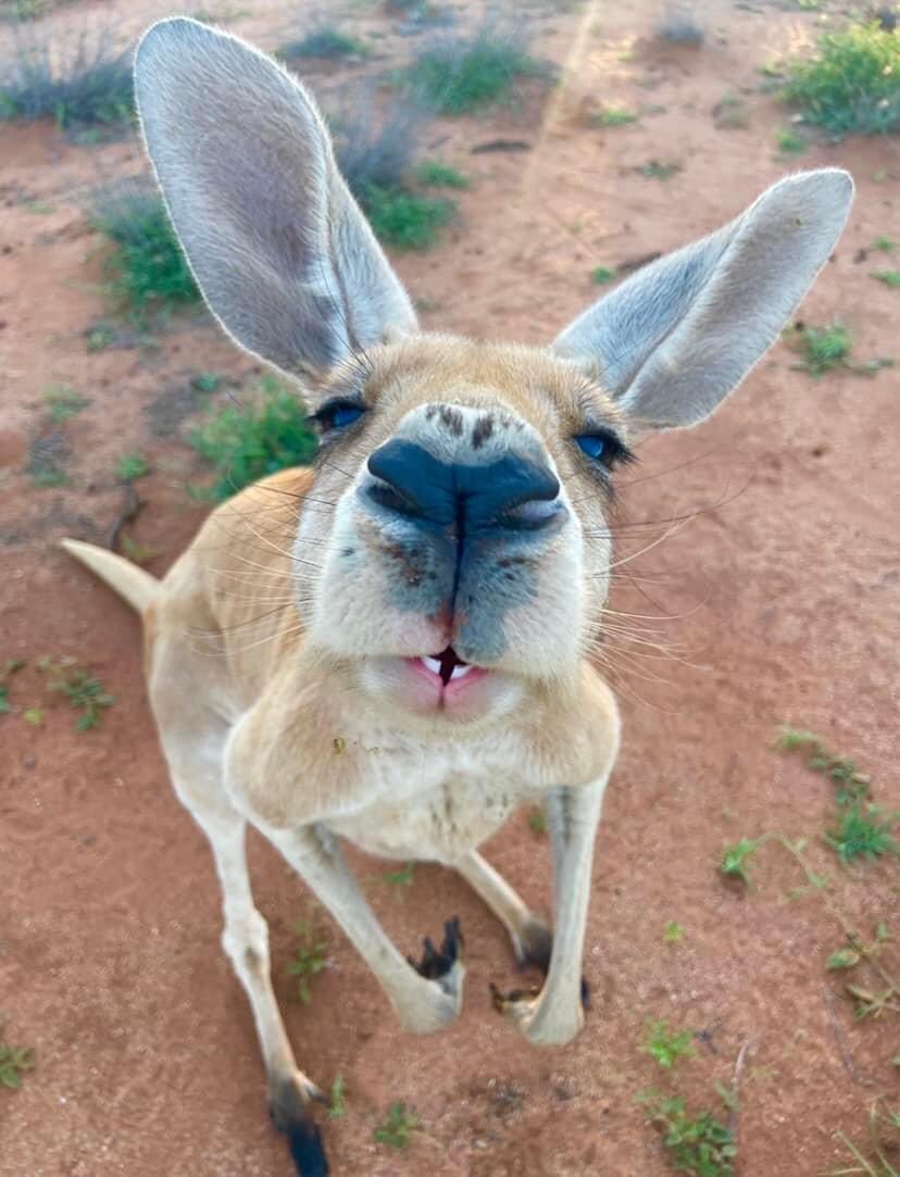 Kate3015's tweet photo. Say hello to Chester. Chester is 3-years old and he lives at the Kangaroo Sanctuary Alice Springs.. He’s a bit cute isn’t he ♥️♥️♥️♥️♥️
#LoveThatFace https://t.co/xoF3A1kh9D