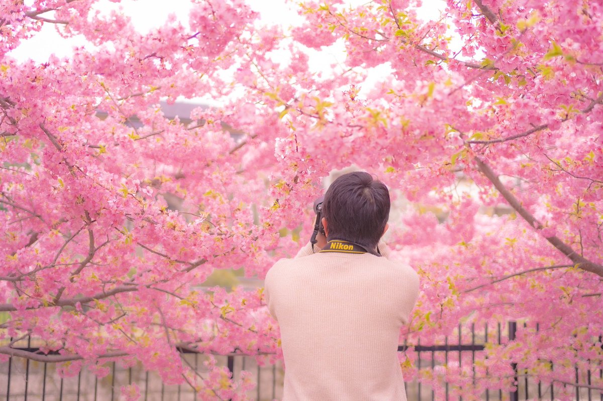 nappy121527's tweet photo. 河津桜❁⃘*.ﾟ
去年とは全然違う写真になりました(*´˘`*)♡
1-3は今年、4枚目が去年(σ･ᴗ･ )σ https://t.co/YdUk7ZzxPA