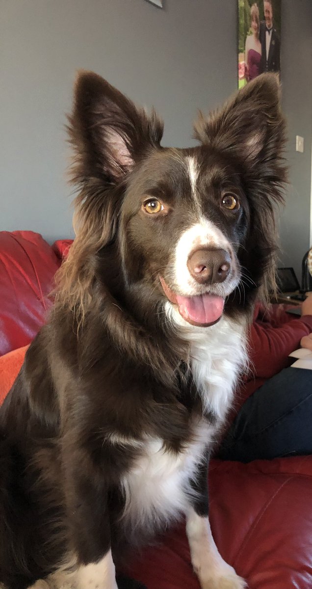 macleanchelle's tweet photo. I'm so glad I've had my girls while I've been on Covid isolation on last few days now.I'm now feeling fine.But 4 days or mostly nighttime was hard no sleep & my throat closing up #ScaryStuff Here's my girls Mystique #BrownWhite #BorderCollie Esmé #WhiteBlack #BorderMix #Romanian https://t.co/eemx9JzTmT