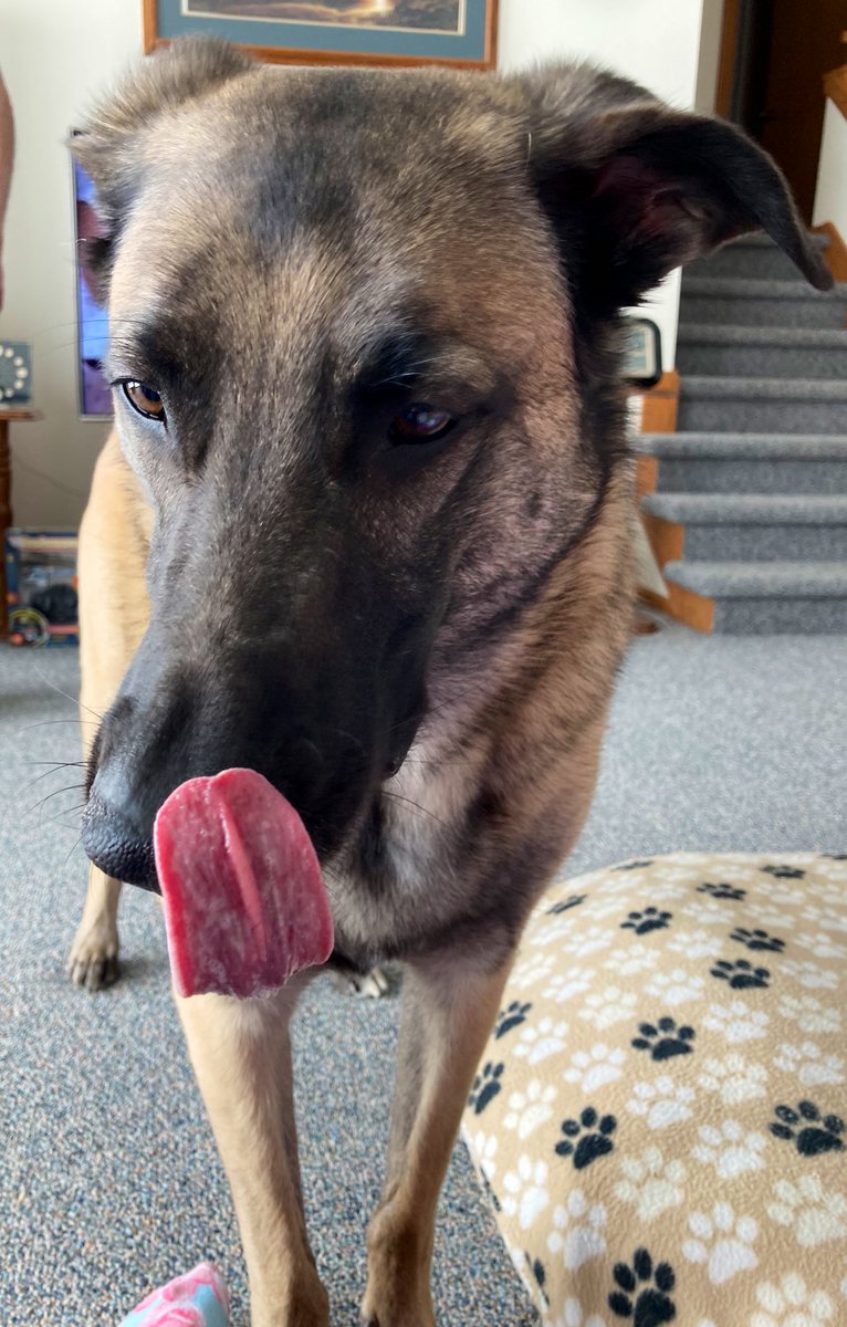 SueB3's tweet photo. Oh my favorite flavor! #BUSCHBARKBRACKET #CONTEST https://t.co/wZDElVdxoI