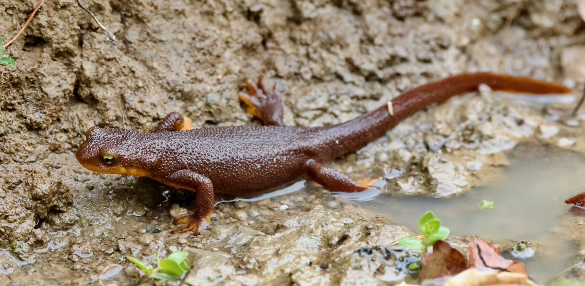 AdamDClovermist's tweet photo. Three species of owl before dawn assured a great day 3 on our  #Naturetrektailormade California tour. We successfully searched San Mateo’s Peninsula for elusive animals such as Western Gray Squirrel, Rough-skinned Newt, Pileated Woodpecker &amp; California Thrasher. @naturetrektours https://t.co/stXzoPy7jI