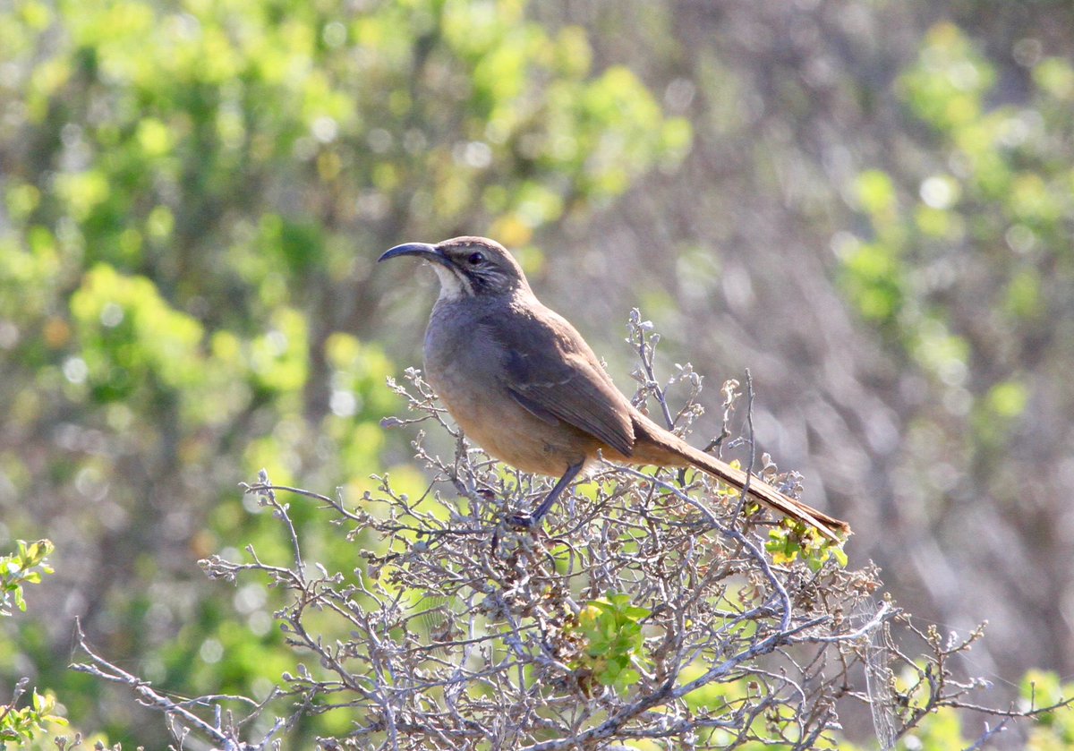 AdamDClovermist's tweet photo. Three species of owl before dawn assured a great day 3 on our  #Naturetrektailormade California tour. We successfully searched San Mateo’s Peninsula for elusive animals such as Western Gray Squirrel, Rough-skinned Newt, Pileated Woodpecker &amp; California Thrasher. @naturetrektours https://t.co/stXzoPy7jI