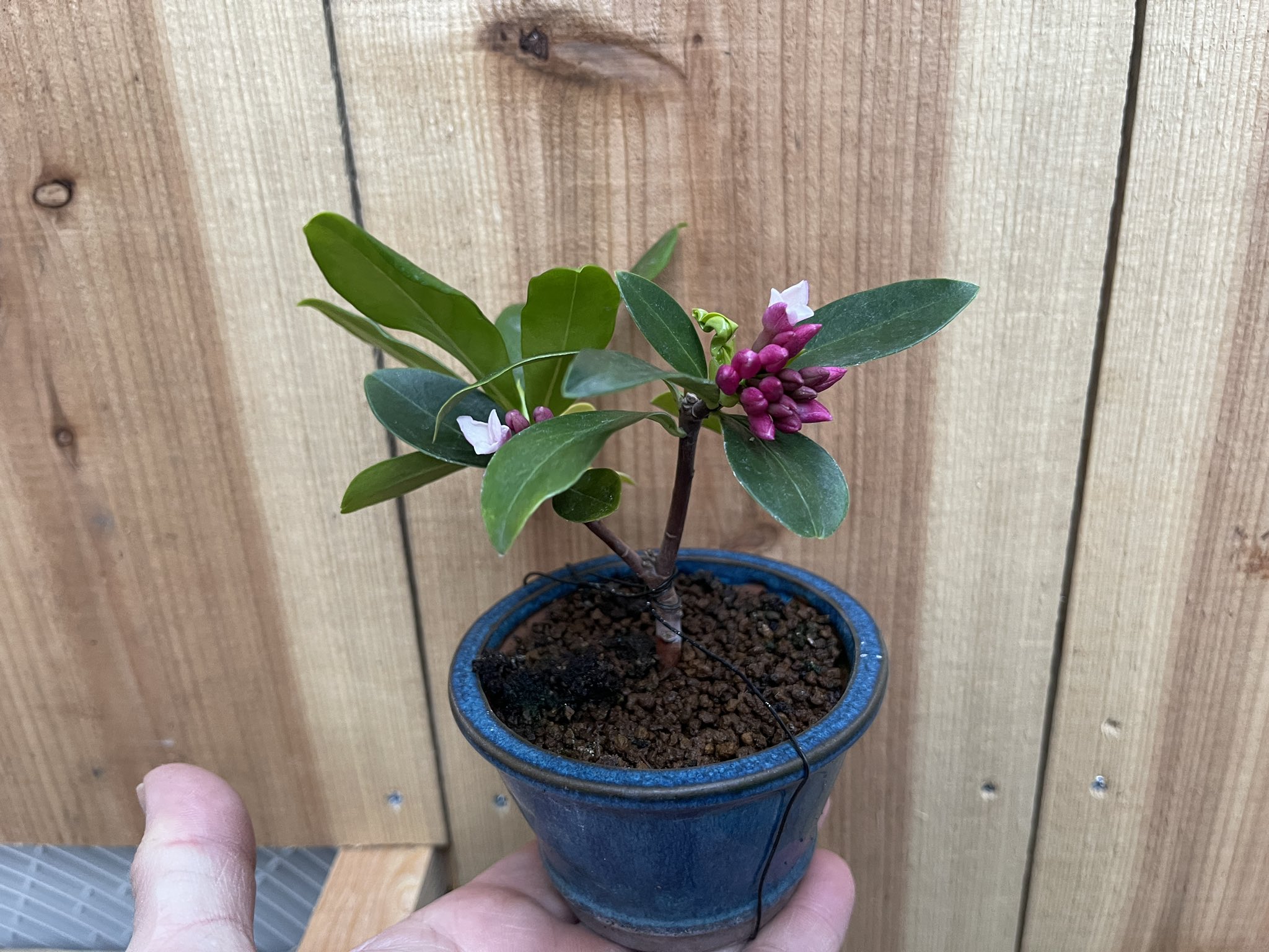 Bonbonsai 沈丁花が開花しそう 引越しをして良い環境ではなかったので越冬心配でしたが 殆どの小品盆栽達も良い春を迎えそうです 盆栽 沈丁花 越冬 そばうち 手打ち蕎麦 T Co Cczbnztuzy Twitter