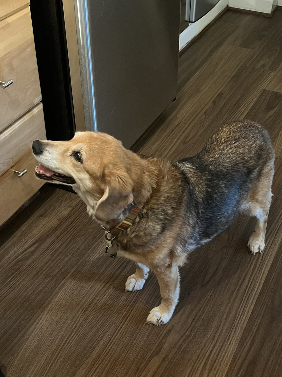 Absgwin's tweet image. My dog may be blind, but she can still stare down egg rolls as they cook in a toaster oven: