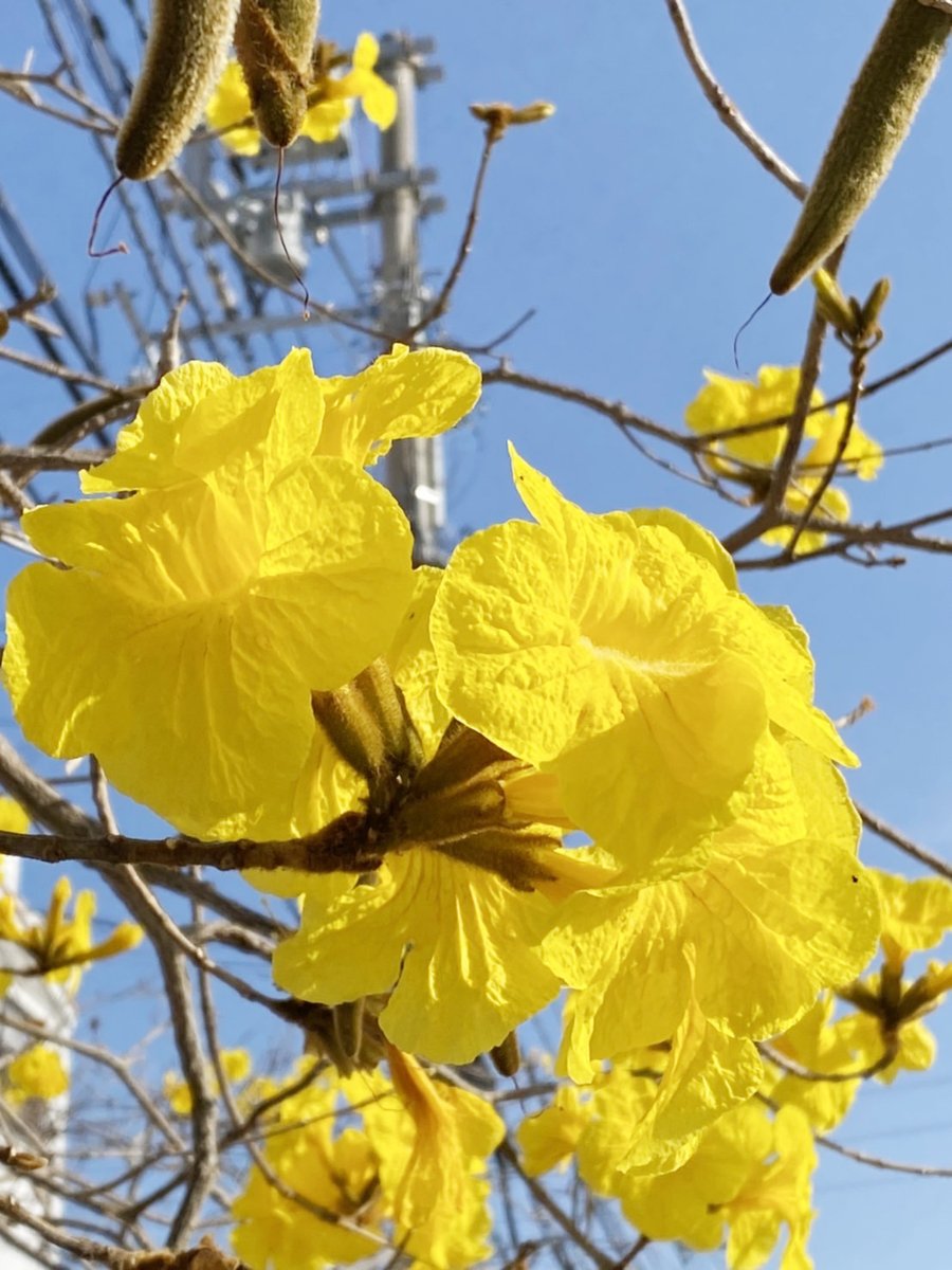 源河源吉琉球ガラス工房 青い空に映える黄色 イペー ブラジルの国花で イペーの花言葉は 秘密の恋 だそうです いや 春は花が沢山見れて最高だな イペーの花 源河源吉 源河源吉琉球ガラス工房 琉球ガラス 沖縄 読谷村 T
