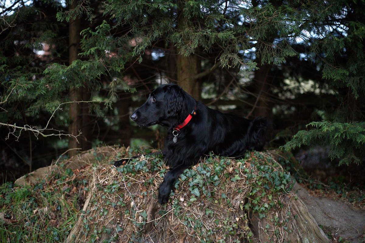 flatcoatfrenzy's tweet photo. I rarely take landscape photos even though I used to swear by them! I love this one though❤️ #Photography #Nikon #DogOfTwitter #TwitterDogCommunity 

#Accessibility ID in comments. https://t.co/8LTwZZ9Zjp