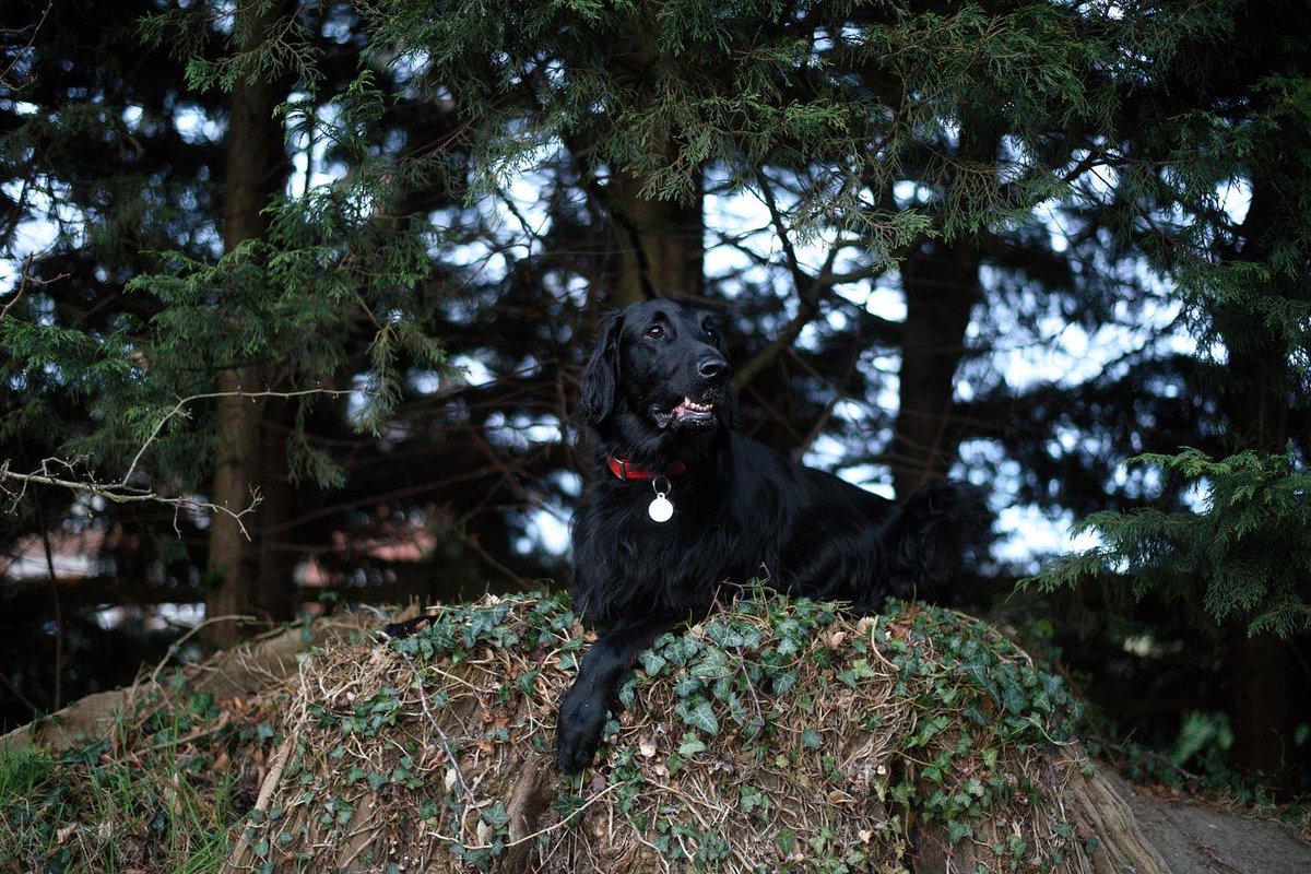 flatcoatfrenzy's tweet photo. I rarely take landscape photos even though I used to swear by them! I love this one though❤️ #Photography #Nikon #DogOfTwitter #TwitterDogCommunity 

#Accessibility ID in comments. https://t.co/8LTwZZ9Zjp