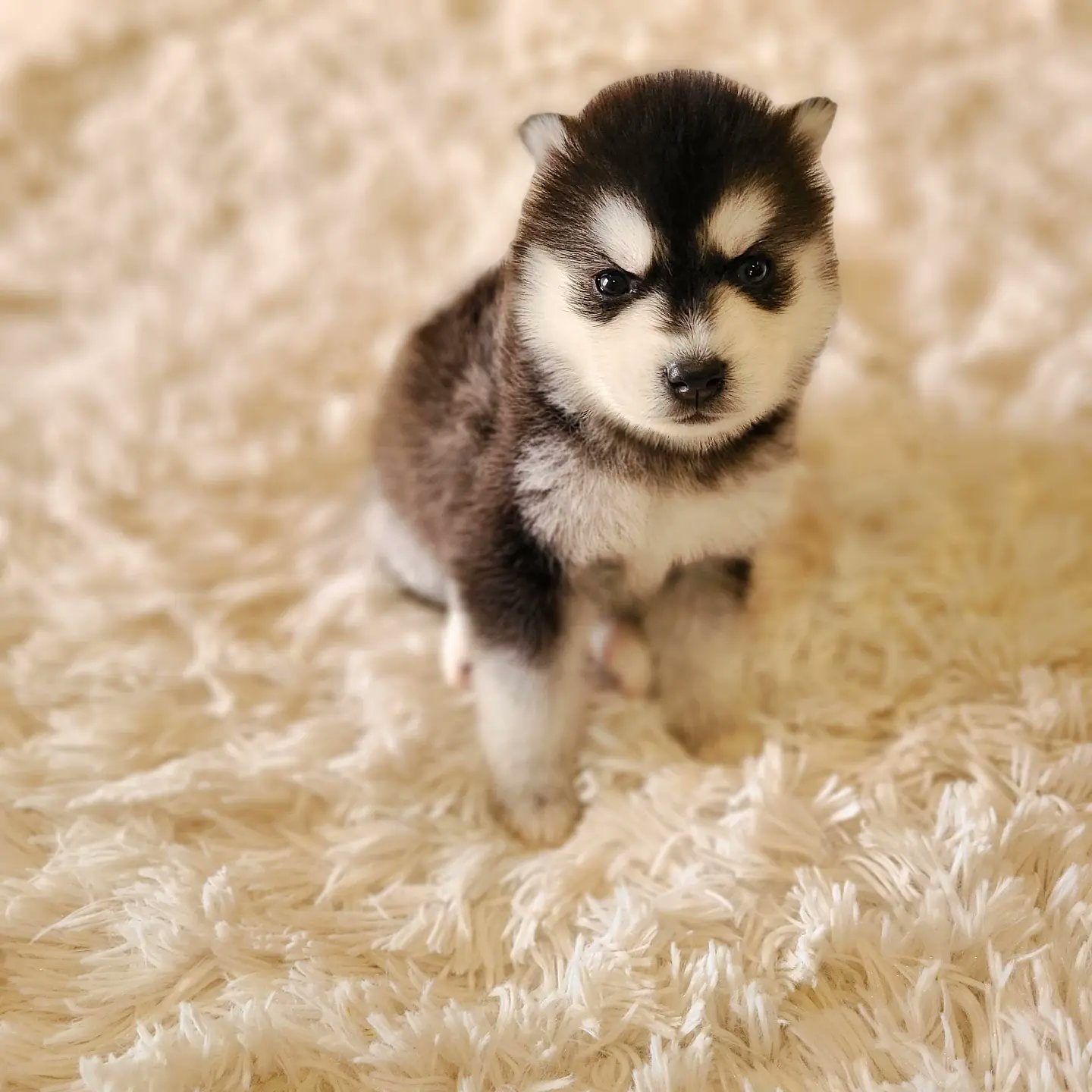 Dog Breeder Mocha モカ Mocha Breeder Twitter