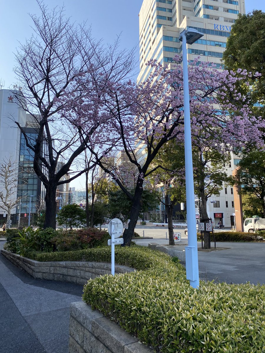 yoshim6's tweet photo. 早咲きの桜🌸満開！隅田川、永代橋近くにて！ https://t.co/8ycN00d2UR