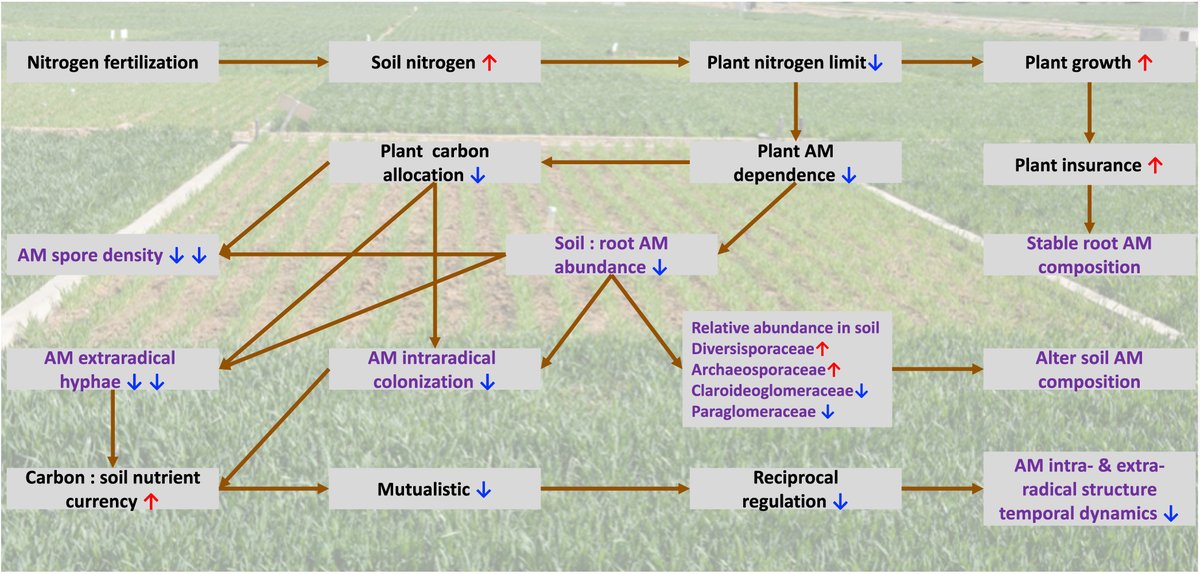 NewPhyt's tweet photo. Nitrogen fertilization disrupts arbuscular mycorrhizal fungal temporal dynamics @ask4joshua10 @chenggucb @wylongceltics @claire_willing @ScienceIsMetal 
https://t.co/M2rBUfijhd https://t.co/9Z1wBlqomZ