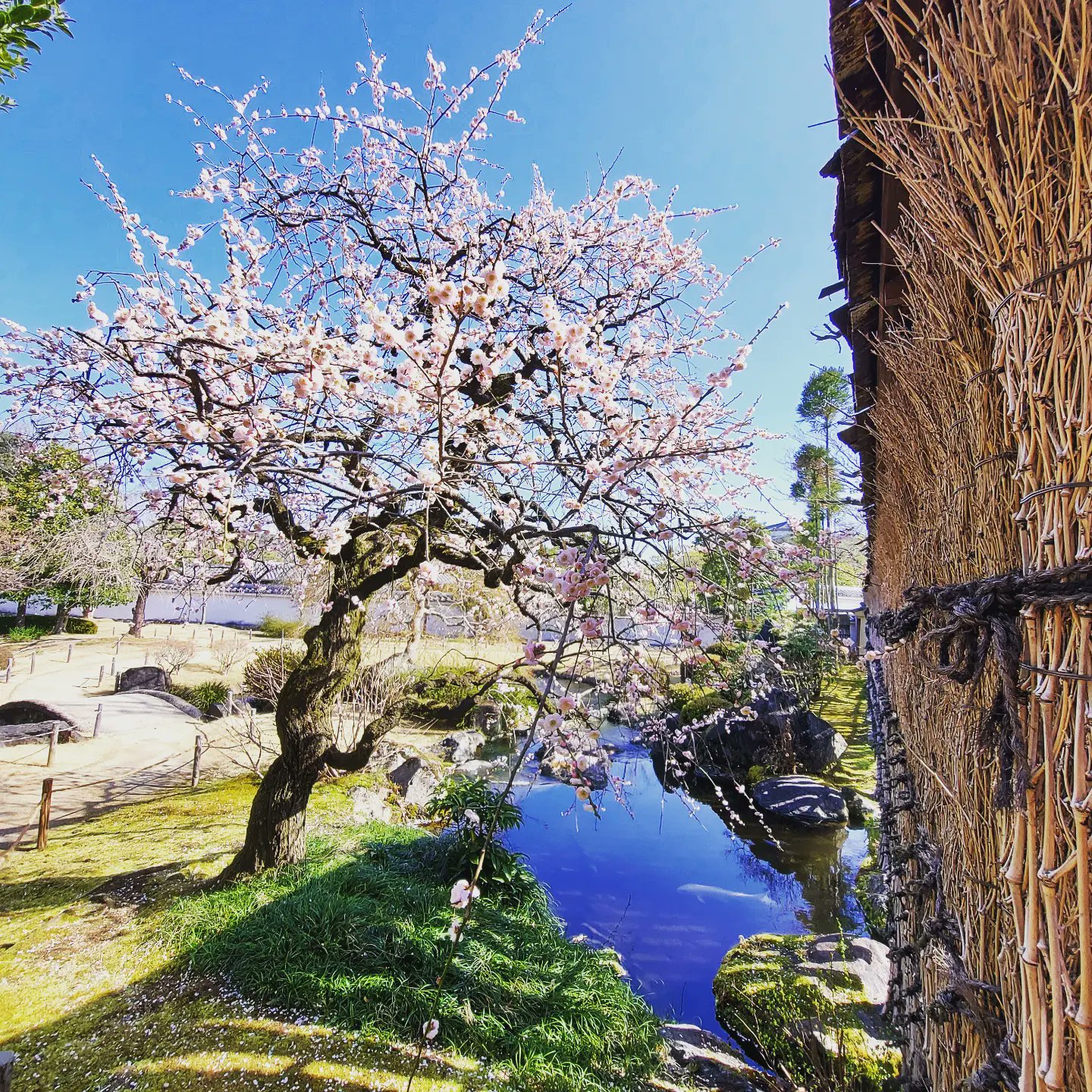 姫路城西御屋敷跡庭園 好古園 Kokoen Official Twitter