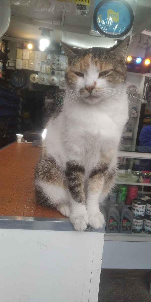 EruOfficial's tweet photo. Me encontré esta belleza enfrente de una ferretería y es súper relajado y consentido. 🙀🧡 https://t.co/9IsbgUHiwe