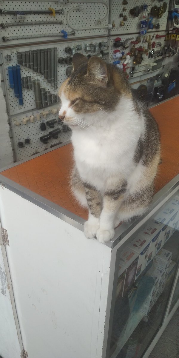 EruOfficial's tweet photo. Me encontré esta belleza enfrente de una ferretería y es súper relajado y consentido. 🙀🧡 https://t.co/9IsbgUHiwe