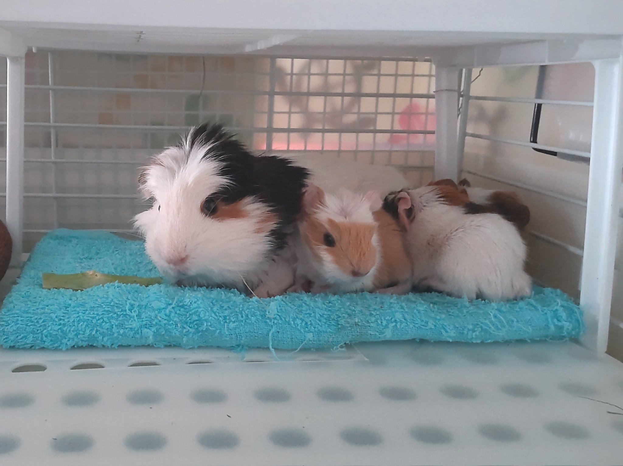 夢月 Mutuki 100 Twitter