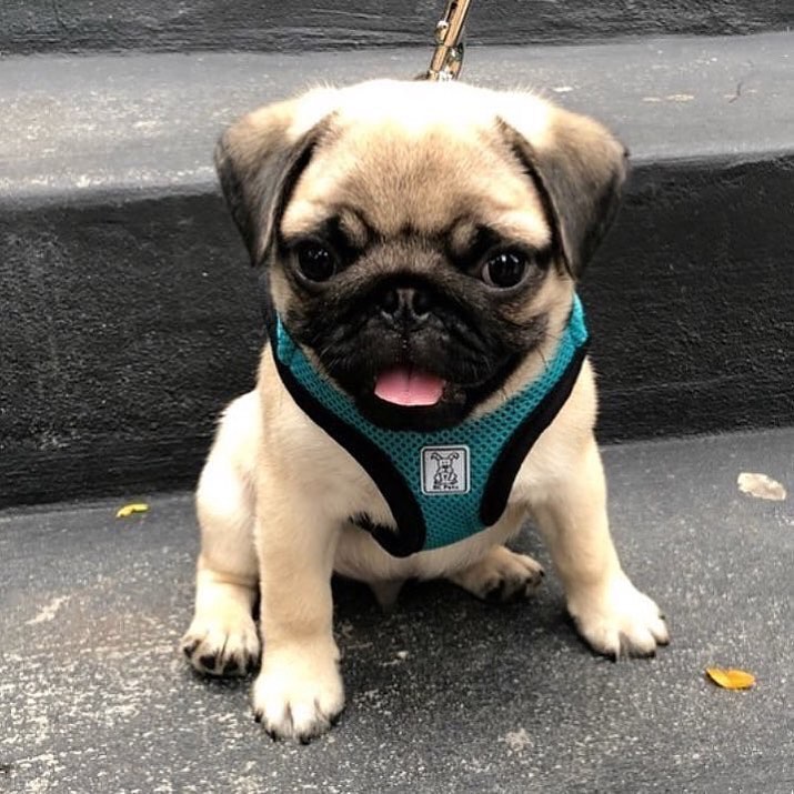 Who love this #pug 
#dog #puppy #Pugdoge